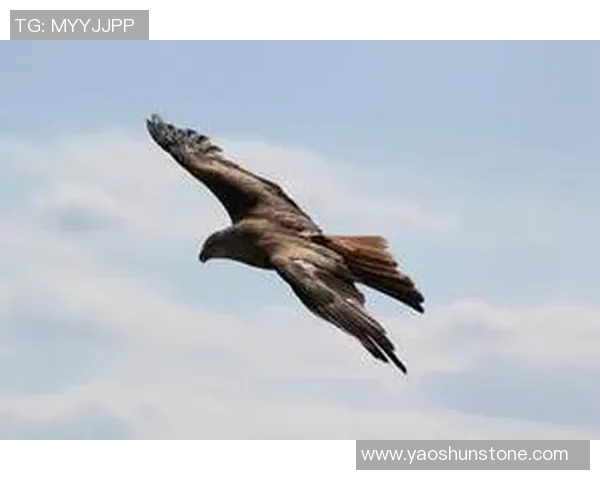 《雄鹰翱翔天际探秘：揭秘老鹰的生存智慧与飞行技巧》